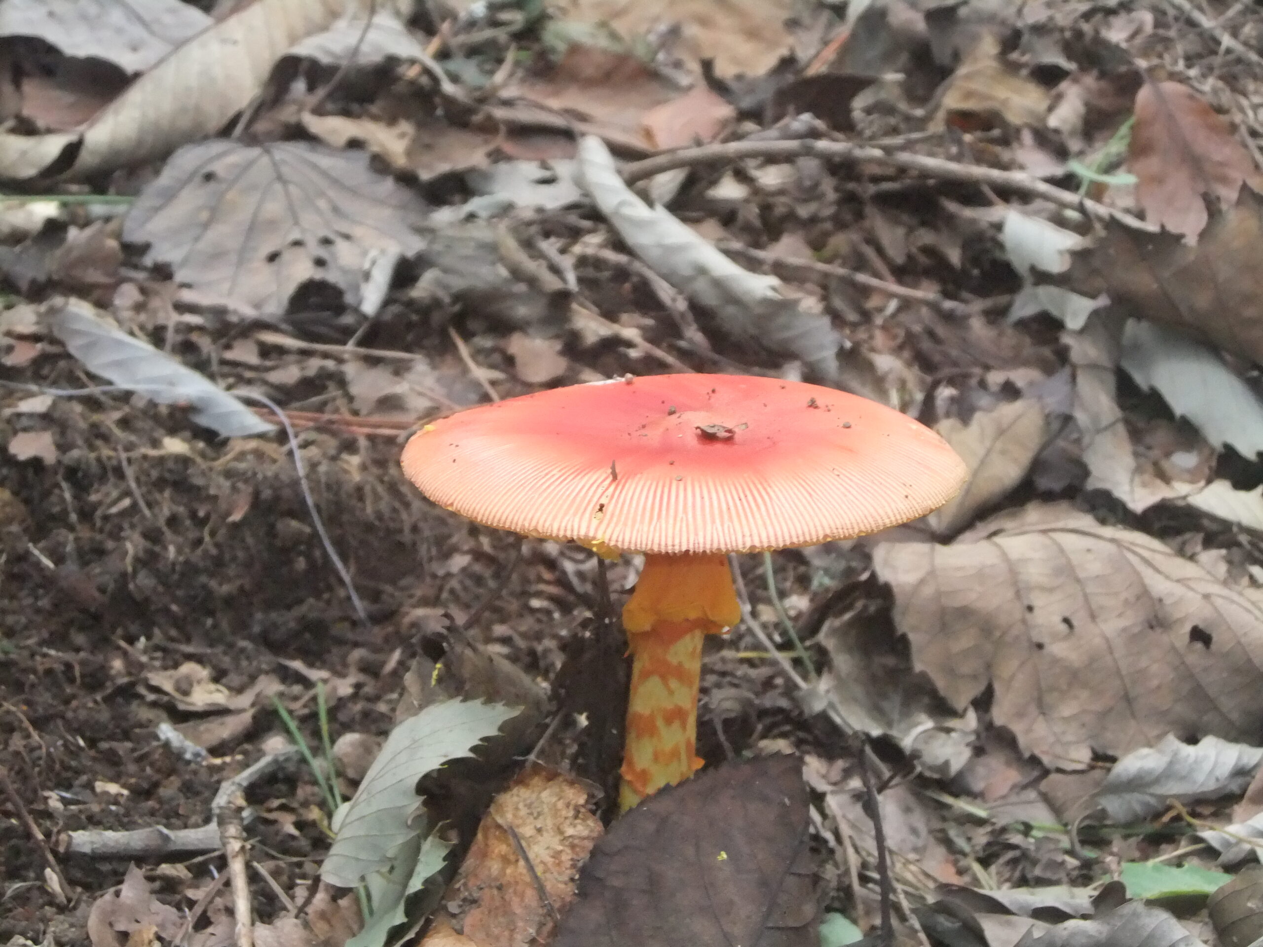 令和7年度 「きのこ観察会」ありがとうございました - 兵庫県立兎和野