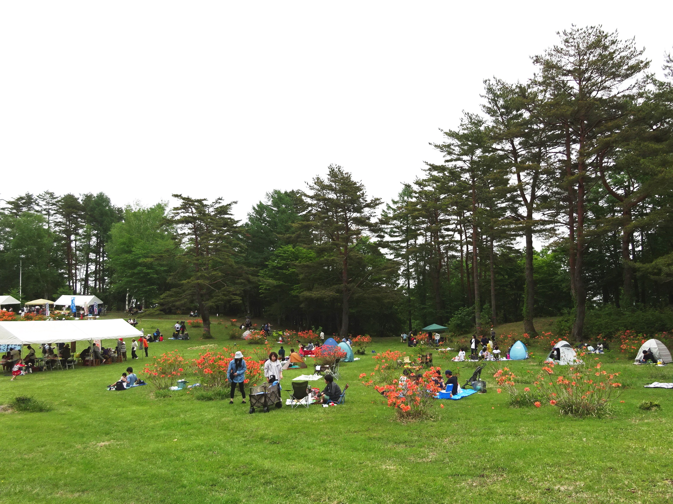 なつみページ　～園遊会～ 36点 社会福祉法人大希福祉会 のぞみ保育園
